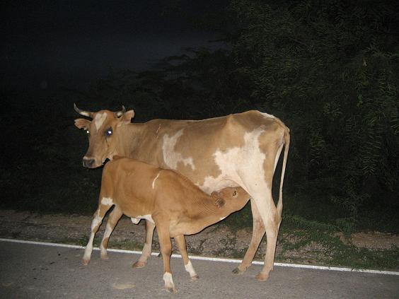 mucca allatta in mezzo alla strada
