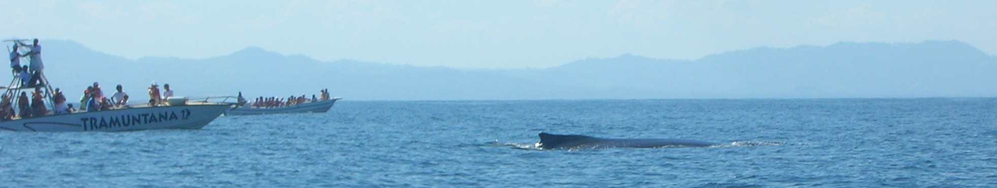 balena e mave di avvistamento baia di samanà