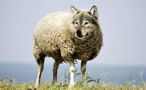 wolf-in-sheeps-clothing-2577813__340[1]