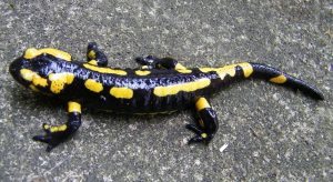 2-La-salamandre-terrestre-Salamandra-salamandra