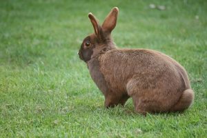 bunny-1426995__340