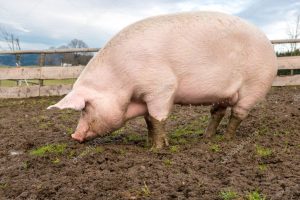 depositphotos_37525503-stock-photo-pig-on-a-farm