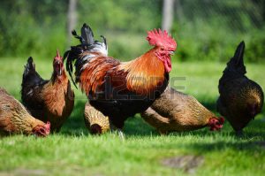 33615035-gallo-e-polli-sul-tradizionale-campo-libero-avicola-