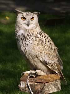 eagle-owl-377192__340