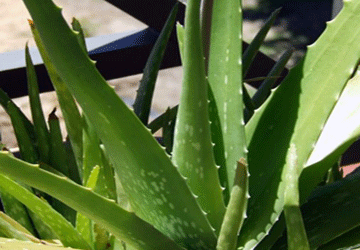 Conoscere l’ALOE VERA e le sue proprietà nutrienti