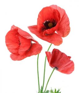 Beautiful red poppies isolated on a white background.