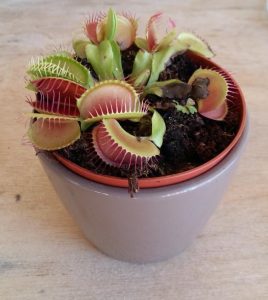 dionaea2