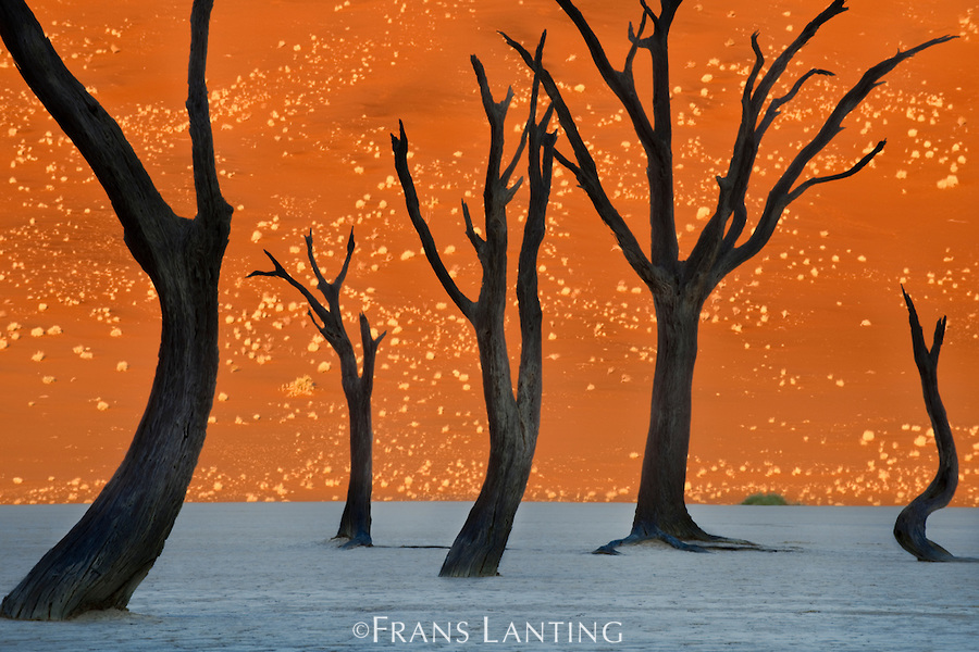 Dead camelthorn trees, Acacia erioloba, Dead Vlei, Sossusvlei, Namib-Naukluft National Park, Namibia