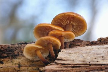 I benefici e i danni dei funghi per l'uomo, quanto spesso possono essere mangiati