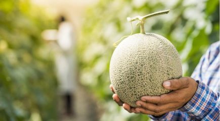 Proprietà medicinali del melone