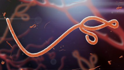 Cosa fa il virus Ebola a una persona