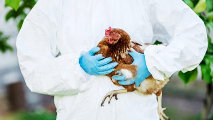 In Cina è stata registrata l'infezione da una nuova influenza aviaria. Dobbiamo avere paura di una nuova pandemia