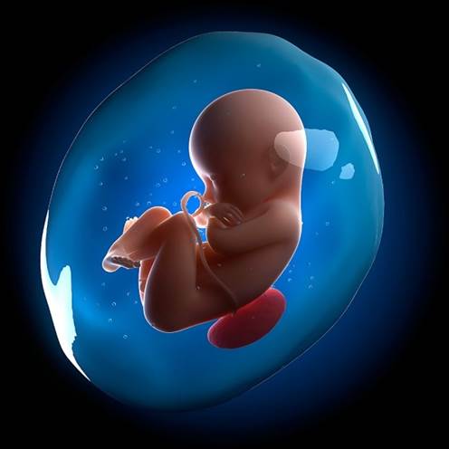 Amniotic Products Market Size Development Trends, Competitive Landscape and Key Regions 2024 – 2032