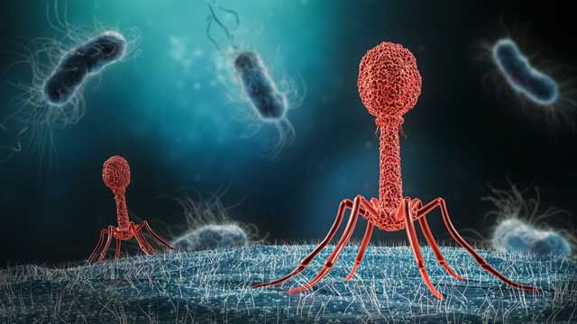 Bacteriophage Market Trends Analysis, Top Manufacturers, Shares, Growth Opportunities, Statistics & Forecast to 2024 – 2032