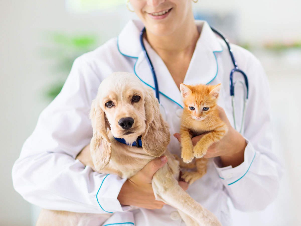 Middle East and Africa Pet Insurance Market Analysis, Trends, Forecast up to 2024 – 2032