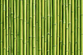 Bamboos Market Analysis, Business Development, Size, Share, Trends, Industry Analysis, Forecast 2024 – 2032
