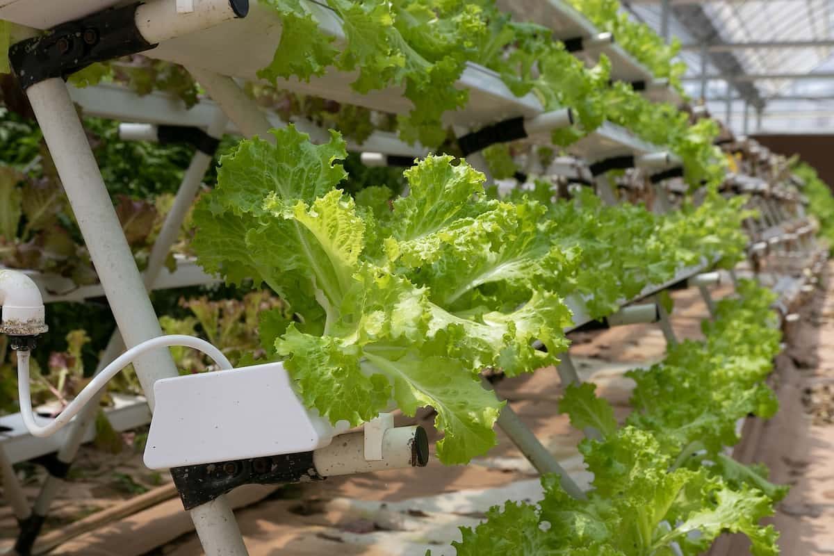 Automated Hydroponic Gardening Systems