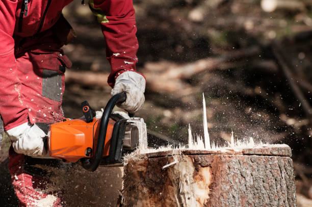 Forestry Power Tool Accessories Market Industry Statistics & Regional Outlook to 2016 – 2030