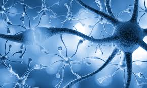 Nerve Regeneration Market