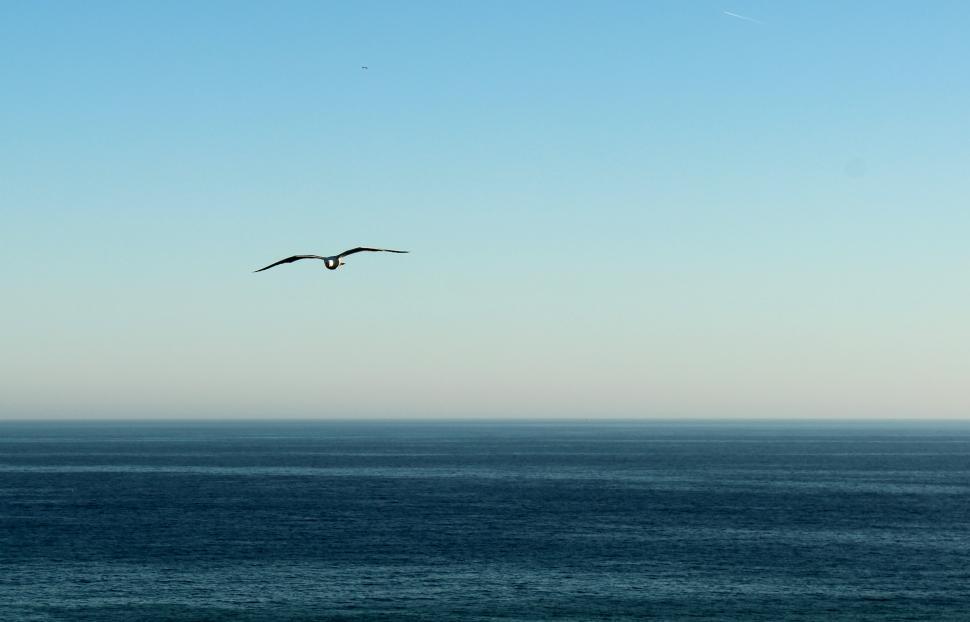seagull-flying-in-the-horizon