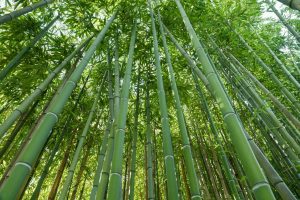 bambu6