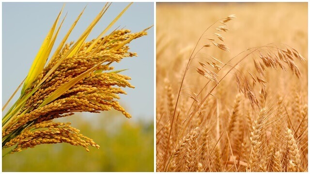 il grano e le zizzanie