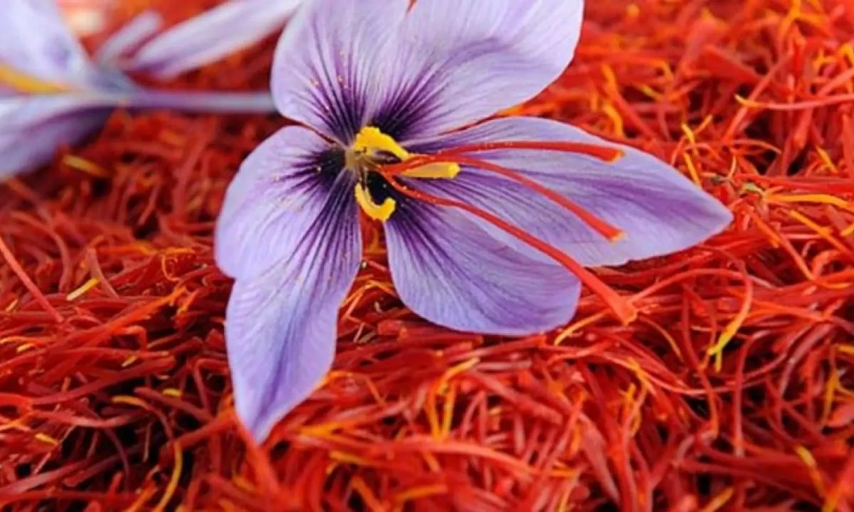 saffronnew