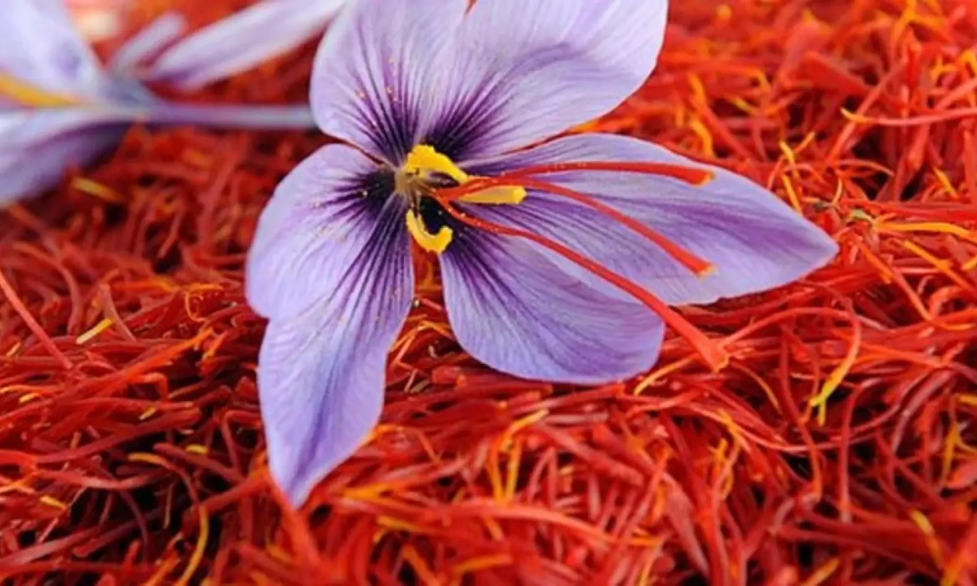 saffron-market-size-in-india-2023-price-trends-demand-forecast-2028-marketresearch