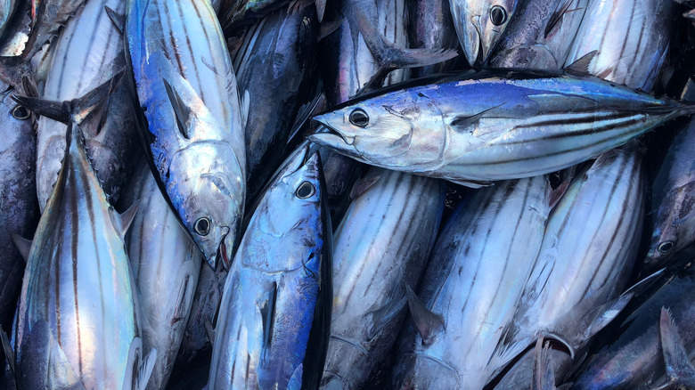 Tuna,Fish,In,Maldives