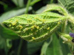 Insect Growth Regulators Market Size, Trends, Demand, Forecast 2024 ...