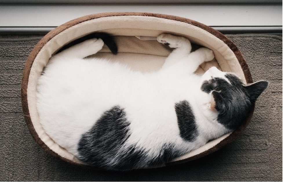 5 Secret Tips For Searching A Perfect Cat Bed