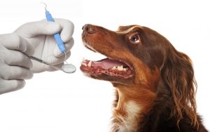 5-dental-problems-in-dogs_cats-2000x1125_46380