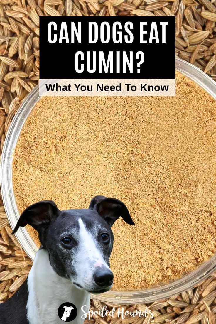 Can Dogs Spice It Up? Understanding Cumin in Canine Diets