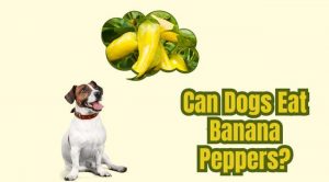 Can-Dogs-Eat-Banana-Peppers