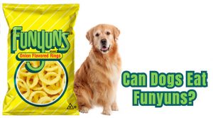 Can-Dogs-Eat-Funyuns