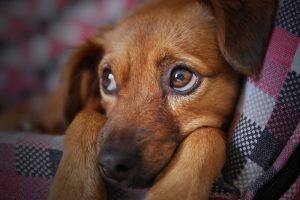 Signs+Your+Dog+or+Puppy+is+Sick-min