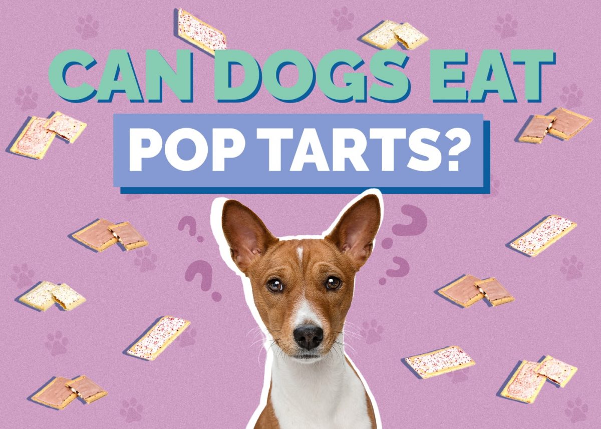 Should You Feed Your Dog Pop Tarts? Vet Recommendations