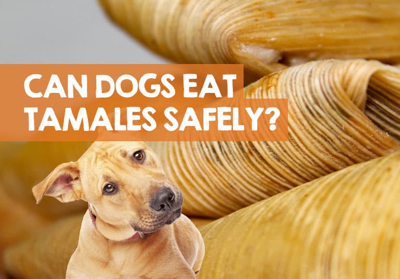 Tamales and Dogs: Understanding the Risks and Benefits