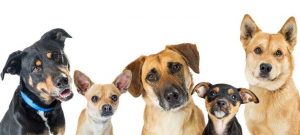 cropped-dog-breeds-white-background