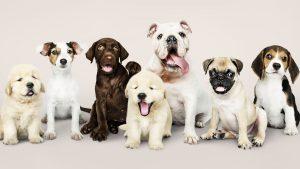group-portrait-of-adorable-puppies-royalty-free-image-1687451786