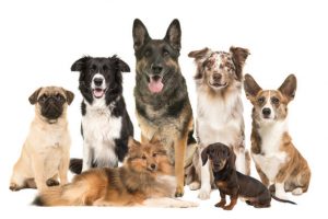 Large group of various breeds of dogs together on a white background