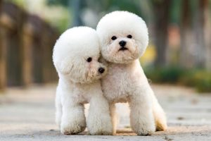 toy-poodle-two-teddy-bear-haicuts-996957608-2000-06f3a2ad7d7942408fca101fca5f01fe