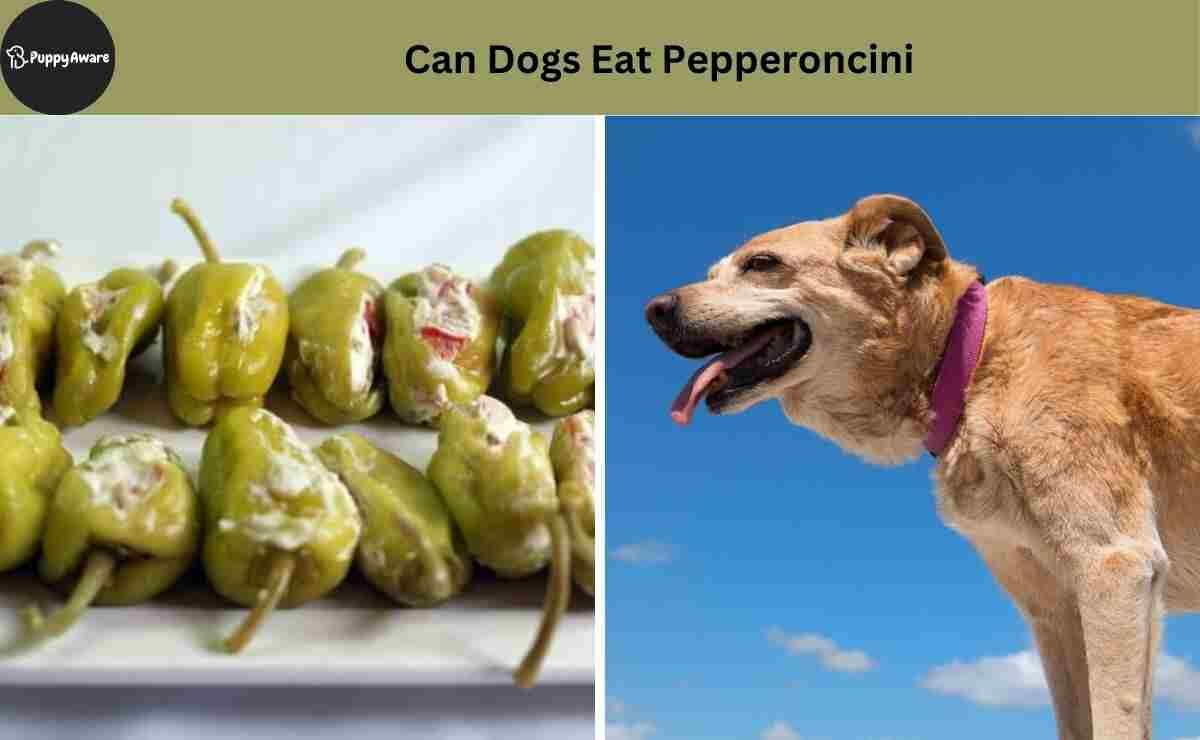 Pet Food Predicament: Deciphering Pepperoncini’s Place in Dog Nutrition