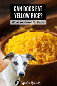 Can-Dogs-Eat-Yellow-Rice-Text-Pin-1