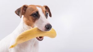 can-dogs-eat-bananas.jpeg