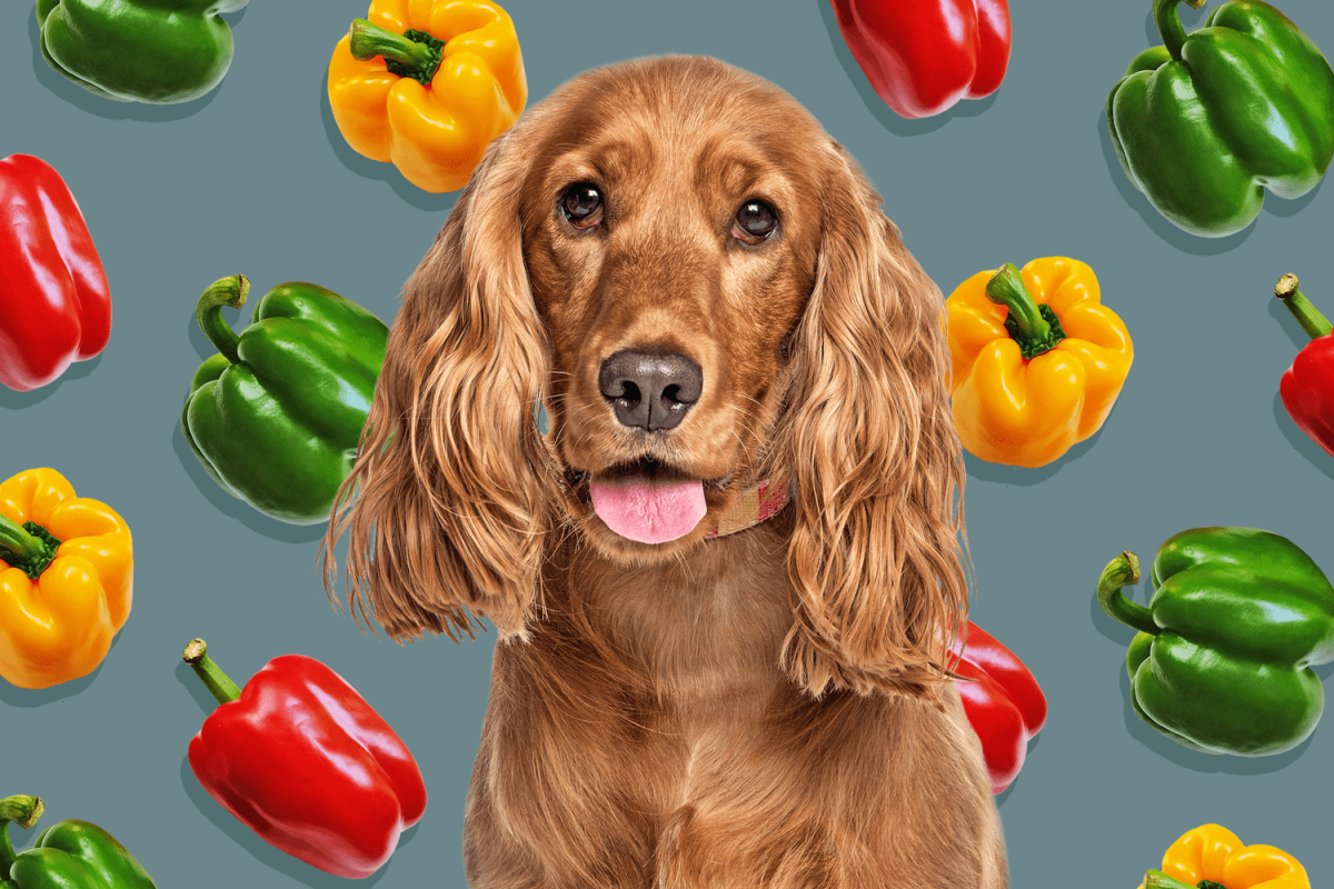 Curious Canines: Should Dogs Be Offered Hot Peppers?
