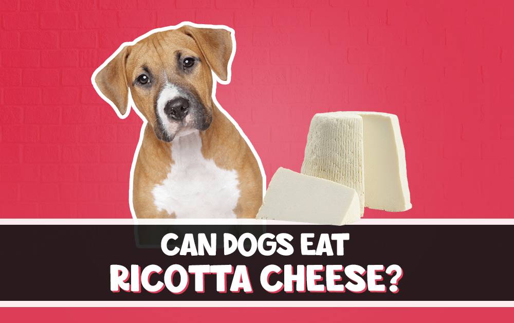 Understanding the Effects of Ricotta Cheese on Dogs