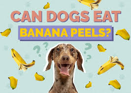 Should You Feed Your Dog Banana Peels? Pros and Cons