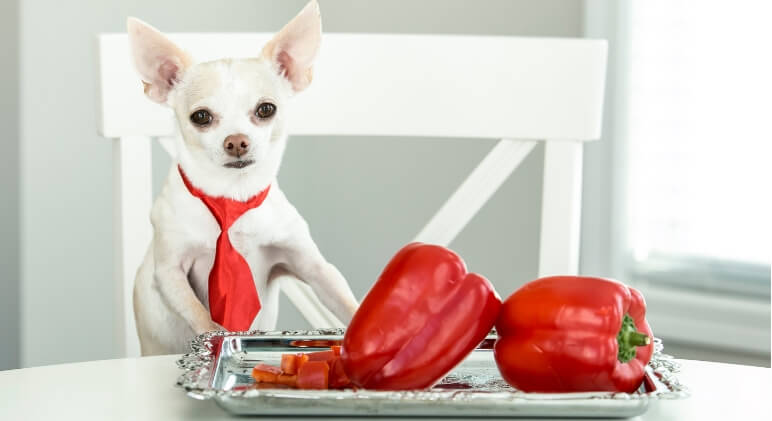Pet Parent Alert: What You Need to Know About Peppers and Dogs