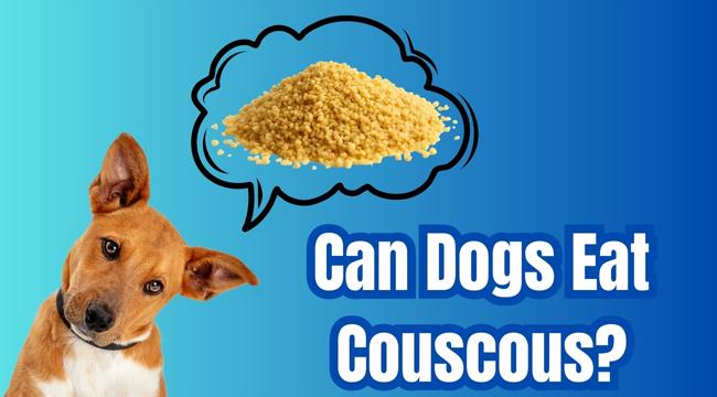 Is Couscous a Safe Treat for Dogs? What Experts Say
